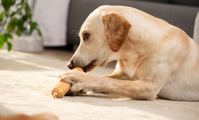 Chien avec saucisse pour chien